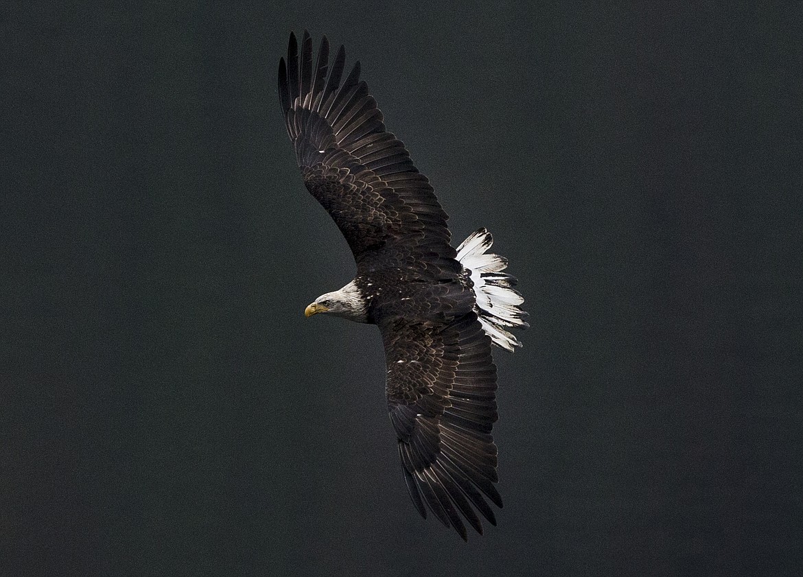 A bald eagle flies near Higgens Point Wednesday morning in search of breakfast.