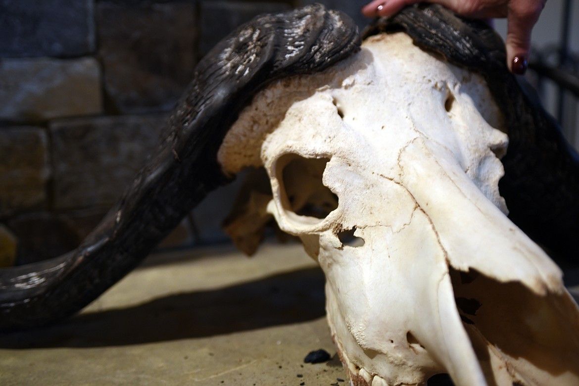The skull of an African buffalo sits on the fireplace of Olivia Opre. She tells visitors that this one almost killed her. The break in the skull directly below the eye socket is where the kill shot went in.(Brenda Ahearn/Daily Inter Lake)
