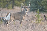 Hunting season was just about the same as last year