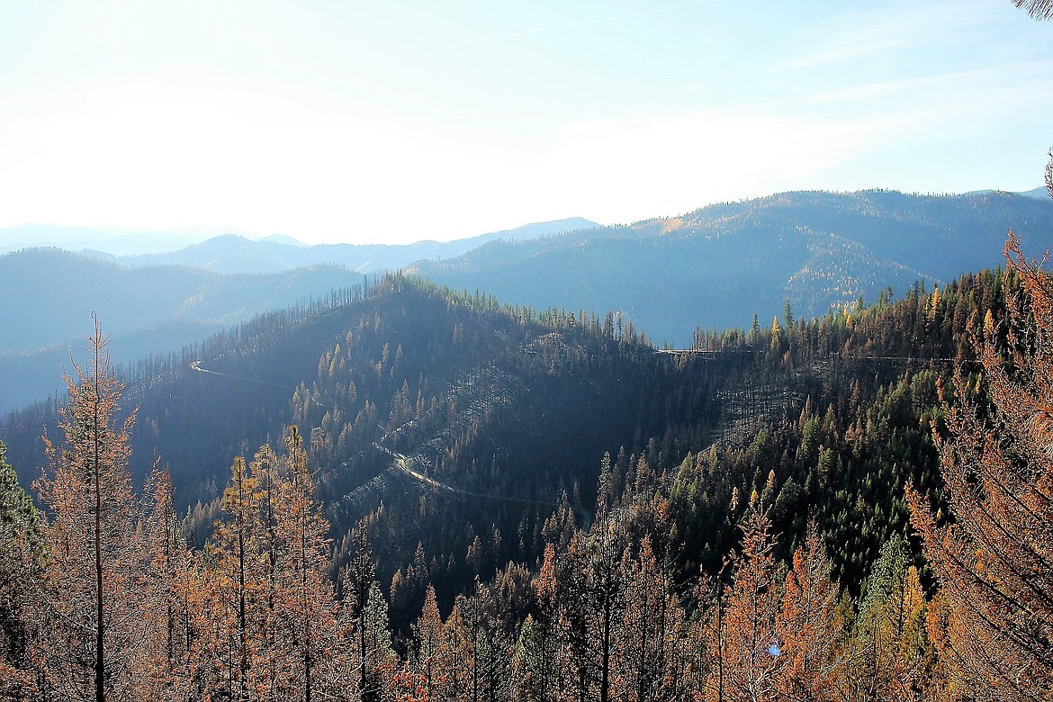 The deadline for public comment on the Sunrise and Sheep Gap Fire timber salvage projects is Dec. 1, 2017. A total of 14,500 acres is proposed to be harvested starting in the spring of 2018. (Kathleen Woodford/Mineral Independent)