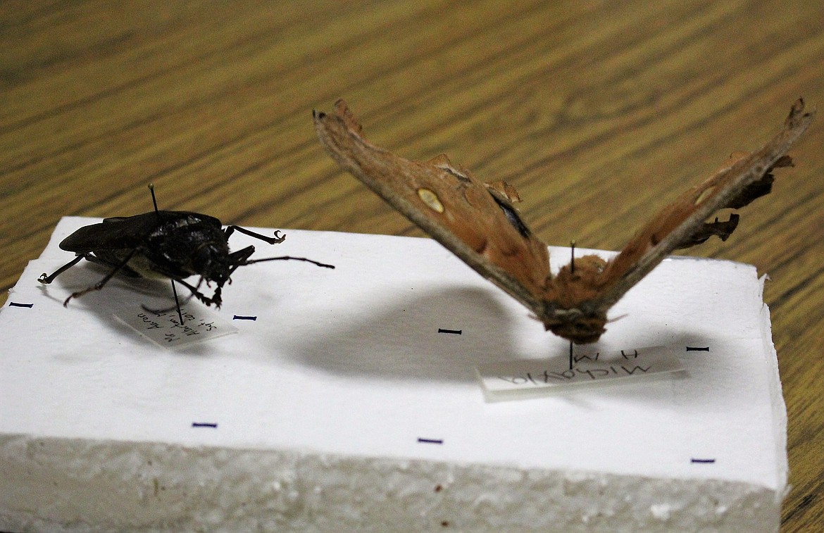 Alberton students collected and learned about bugs during the fall semester of the Afterschool Program. One program priority is to teach STEM (science, technology, engineering, and math) activities to students. (Kathleen Woodford/Mineral Independent).
