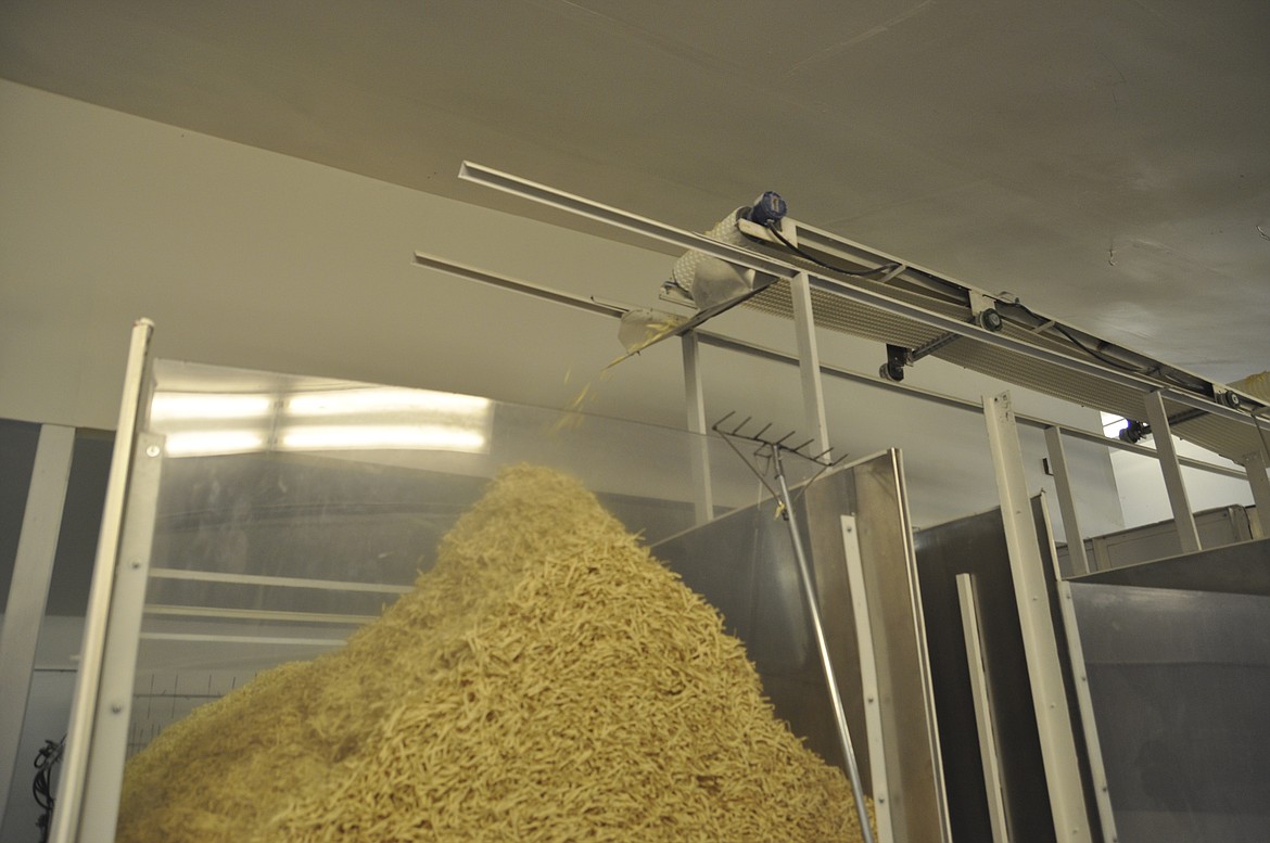 Cooked and dried, pasta is dropped into a large bin before it is packaged and shipped. (Ashley Fox/Lake County Leader)