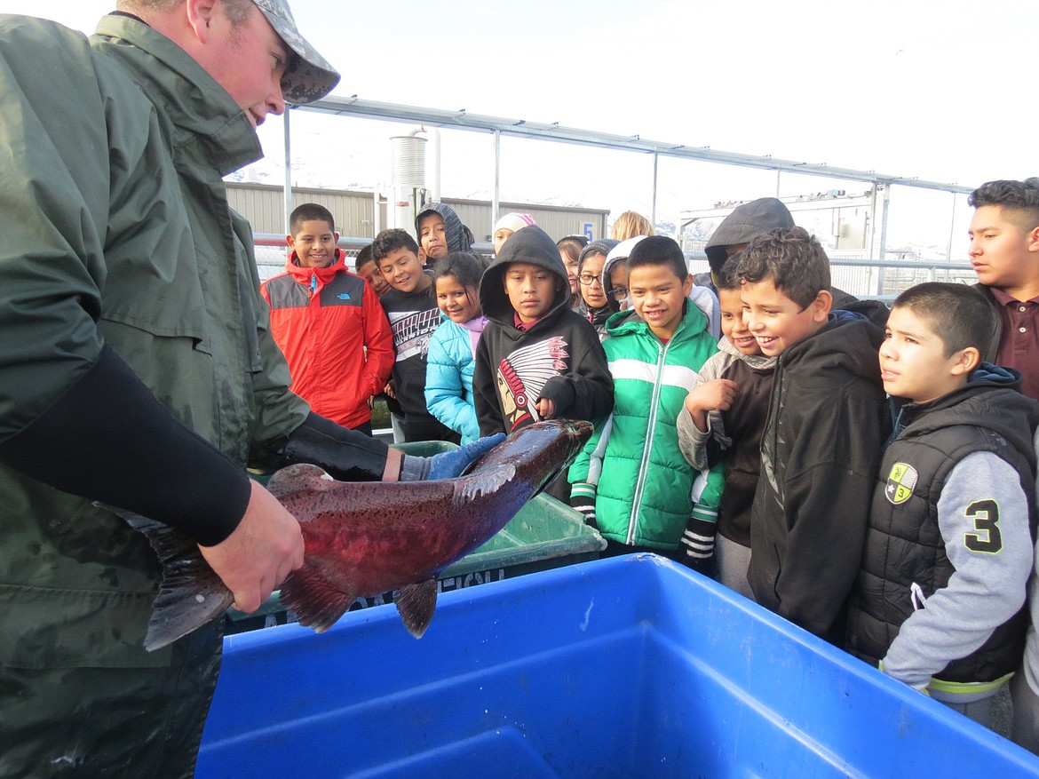 Christine Pratt/Grant County PUD Public Affairs - More than 60 fifth graders from Mattawa&#146;s Morris Schott STEAM Elementary got a close-up look at salmon spawning at Grant County PUD&#146;s Priest Rapids Hatchery.