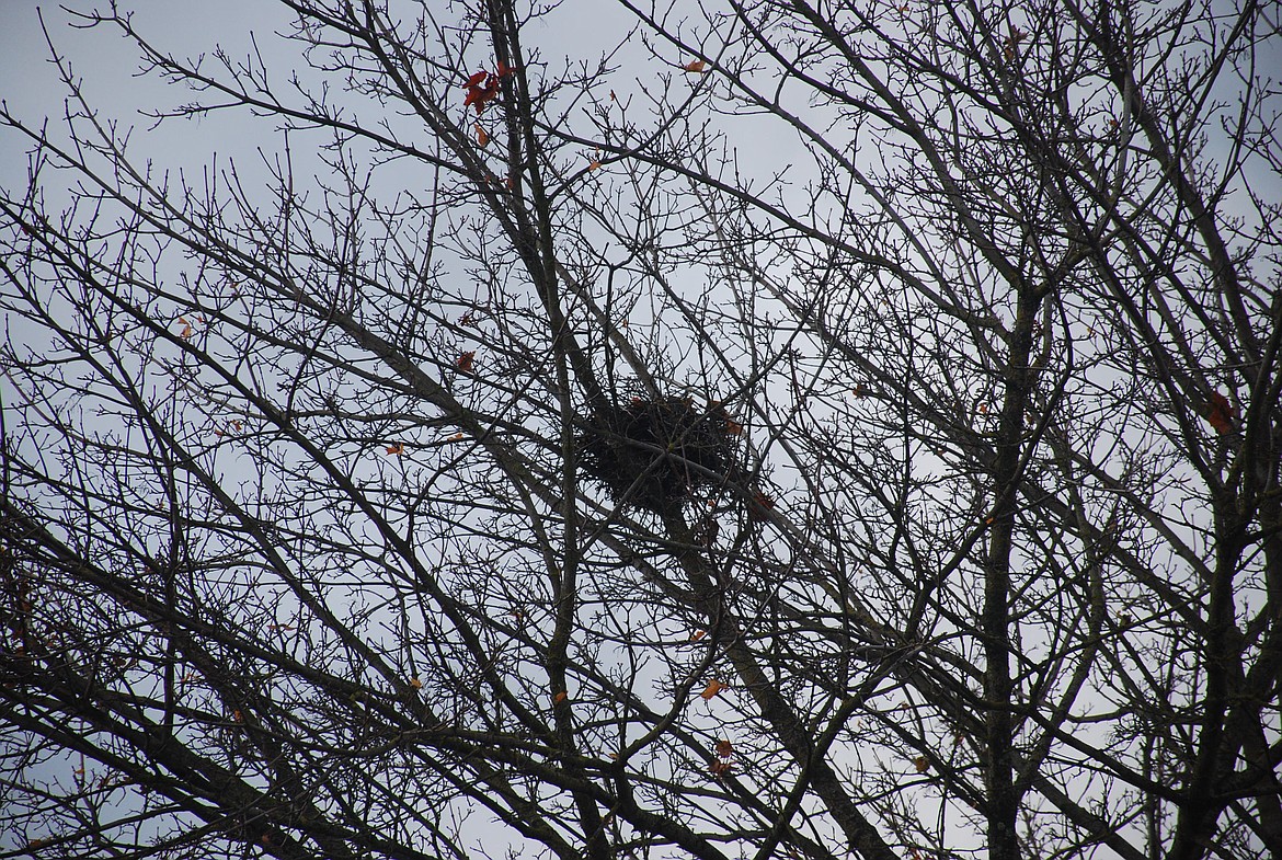 Photos by Don Bartling
The bare late fall landscape gives us an opportunity to get a closer look at empty nests, all of which are constructed from a variety of materials.