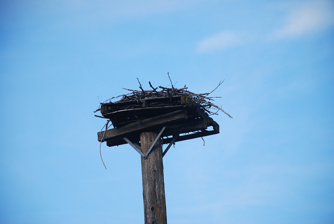 Osprey usually return to the same nest each year, which is typically made of sticks, twigs and grass. The Osprey pair typically add to the nest each spring. This nest is west of Bonners Ferry beside the Kootenai River.