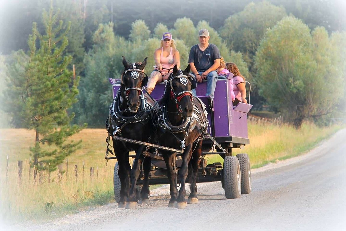 Photo by Marianne Love
Paula Sandelin will be bringing her team of Percheron mares to the Naples Holiday Festival to give wagon rides.