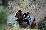 Daily gobbler bag limit may increase