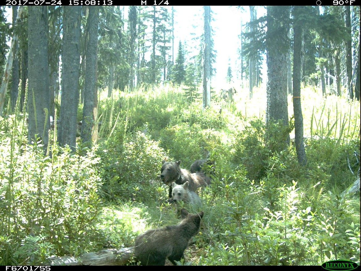 Female grizzly bear 2003 with three cubs post capture in the Selkirk Mountains, 2017.