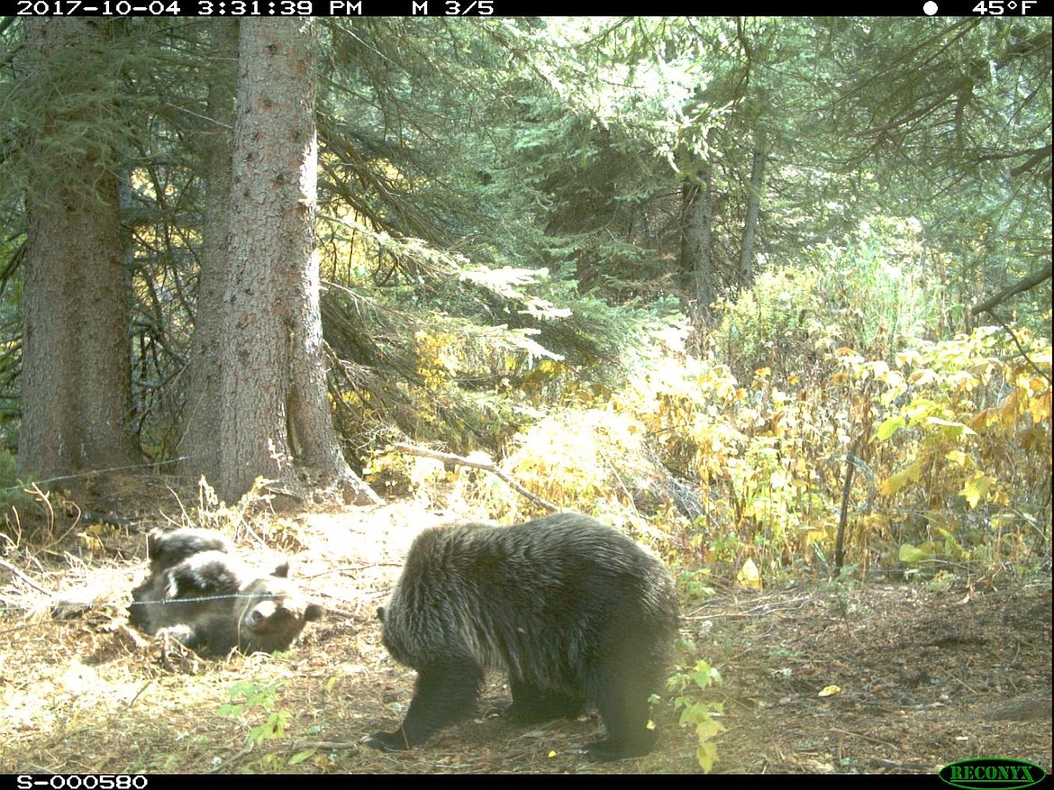 Courtesy Photo
Young grizzly bears at a corral hair snagging site in the Cabinet Mountains, 2017.