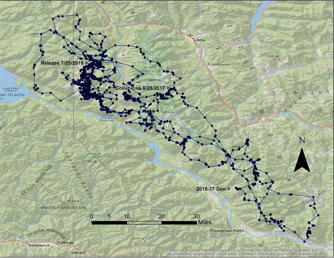 Courtesy Photo
Locations of male augmentation grizzly bear 926 in the Cabinet Mountains from his release in July of 2016 to collar loss in June of 2017.  The lines link subsequent locations.