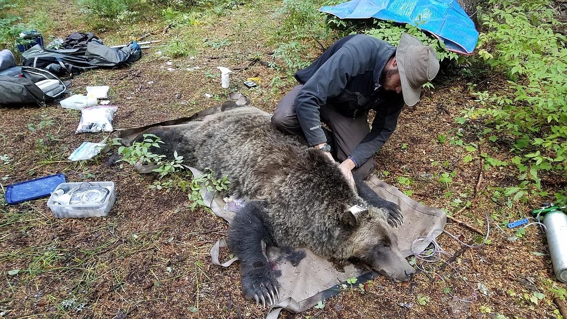 Courtesy Photo
Female grizzly bear 810 at a capture site in the Yaak River, 2017.