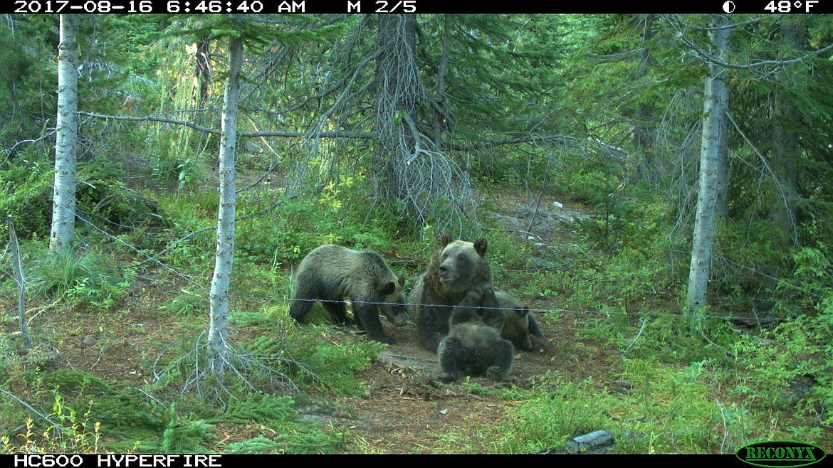 Courtesy Photo
Female grizzly bear with young at a hair snag corral in the Selkirk Mountains, 2017.