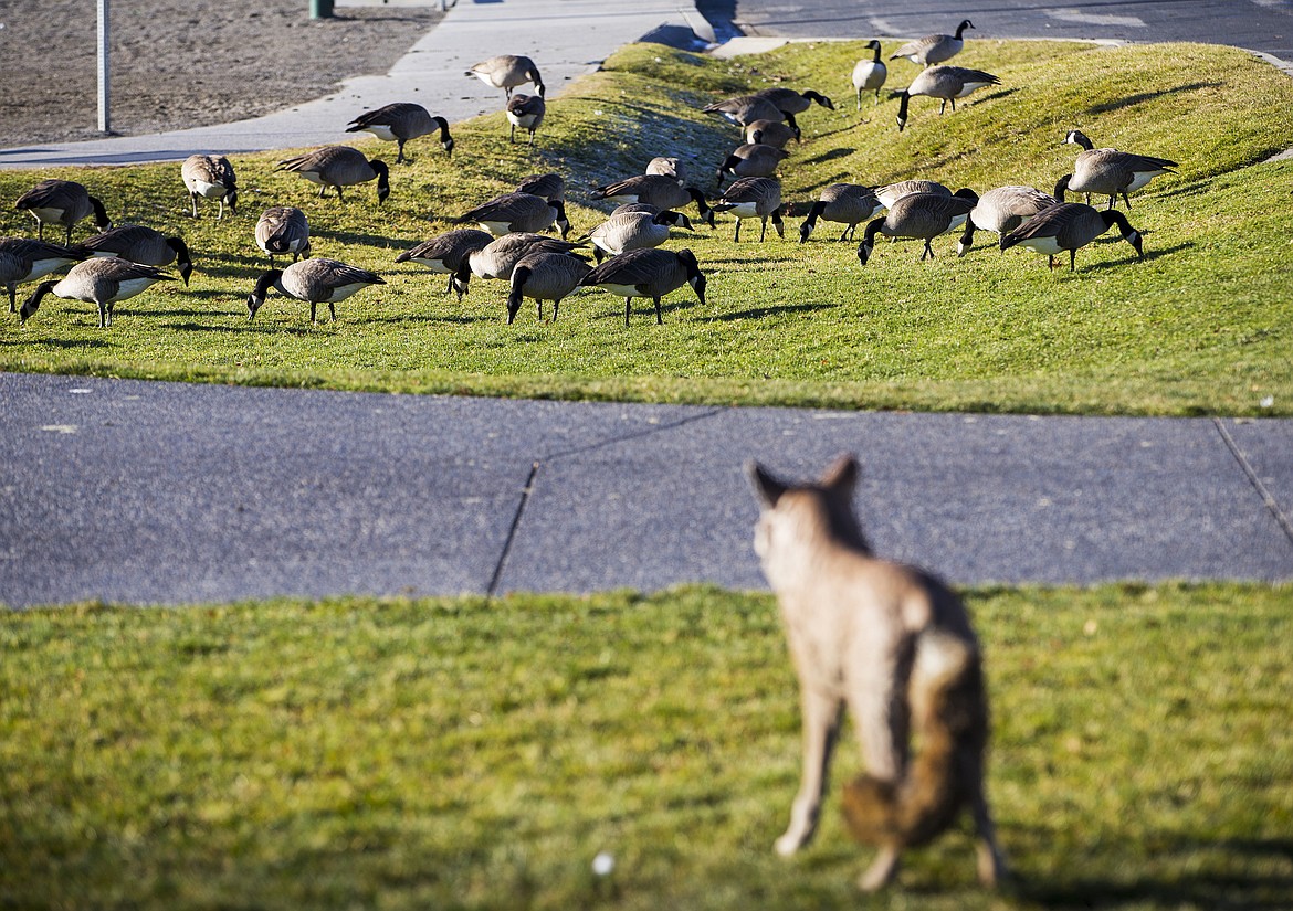 Photos by LOREN BENOIT/Press
A decoy coyote appears to watch Canada geese nibble grass Wednesday afternoon near Independence Point in Coeur d&#146;Alene.