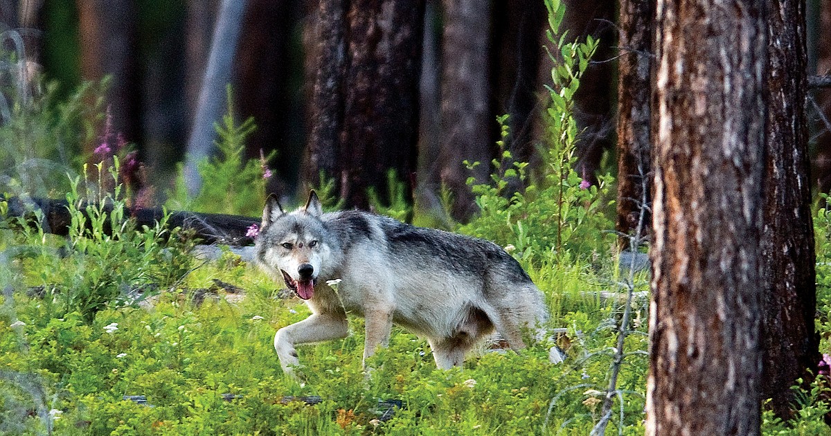 Judge says Montana wolf hunting and trapping season quota can continue