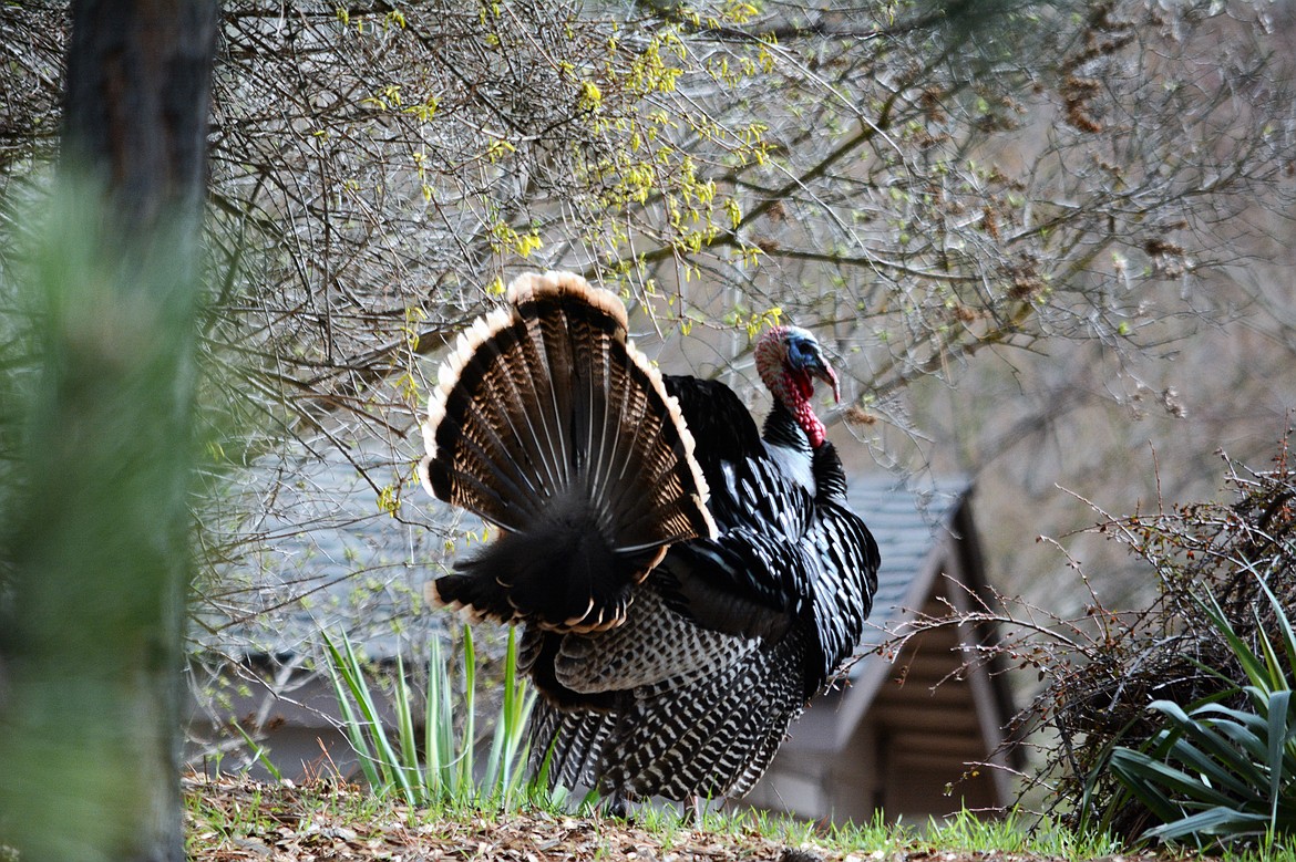 (Photo by MARY STONE)
A tom turkey struts his stuff on private property in North Idaho. Proposals by the Idaho Department of Fish and Game would increase daily bag limits on the birds that many private landowners call a nuisance.