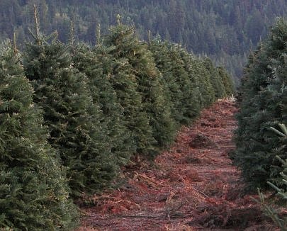 Trees growing at Rusty Gate farm in Harrison.