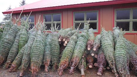 Cut trees at Rusty Gate Tree Farm. (Photos by KEITH ERICKSON)