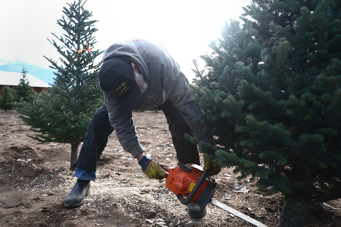 Schiltz uses a chain saw to cut down on a tree.