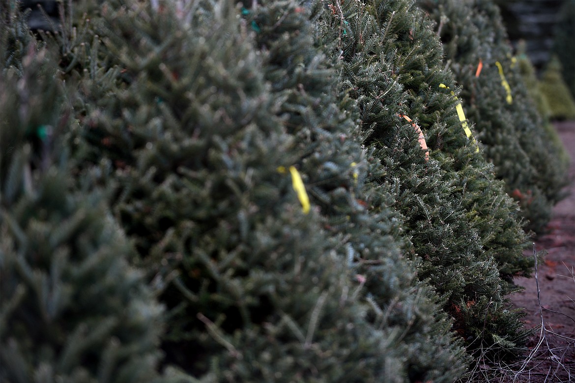 Douglas fir trees in a row on Don Schiltz&#146; farm near Bigfork on Thursday, Nov. 30. (Casey Kreider/Daily Inter Lake)