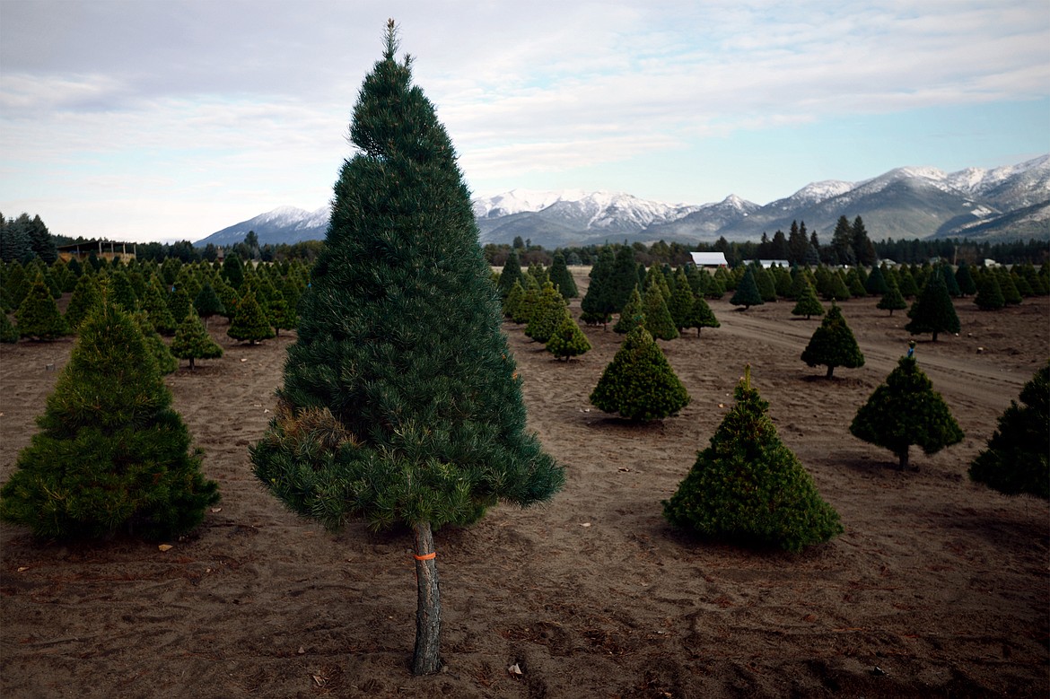 Don Schiltz&#146; tree farm near Bigfork on Thursday, Nov. 30. (Casey Kreider/Daily Inter Lake)