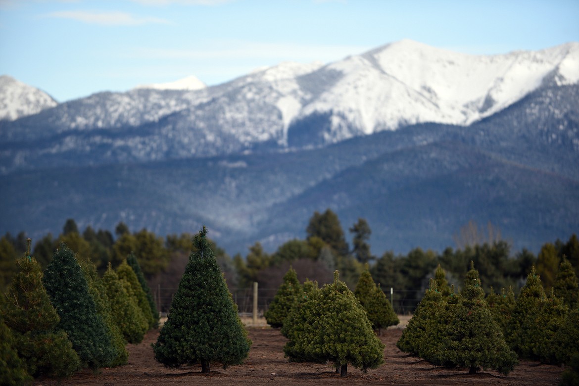 Don Schiltz&#146; tree farm near Bigfork on Thursday, Nov. 30. (Casey Kreider/Daily Inter Lake)