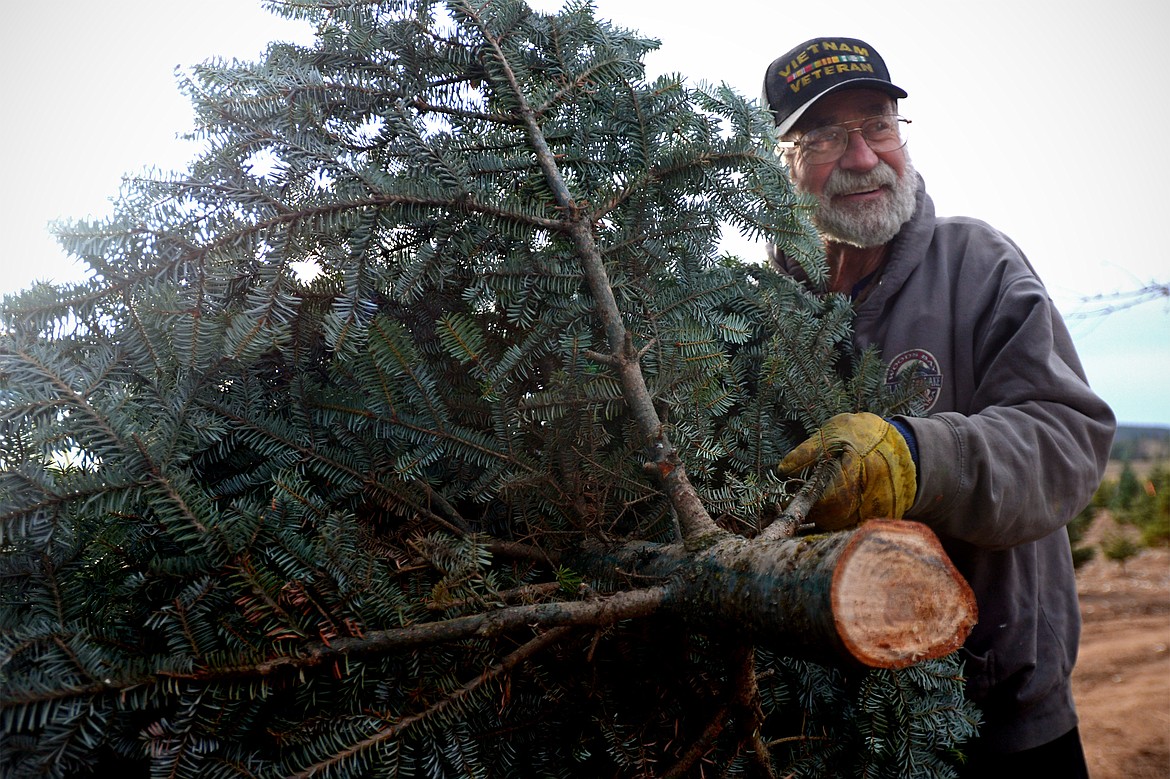 Don Schiltz carries a freshly cut tree across his farm near Bigfork on Thursday, Nov. 30. (Casey Kreider/Daily Inter Lake)