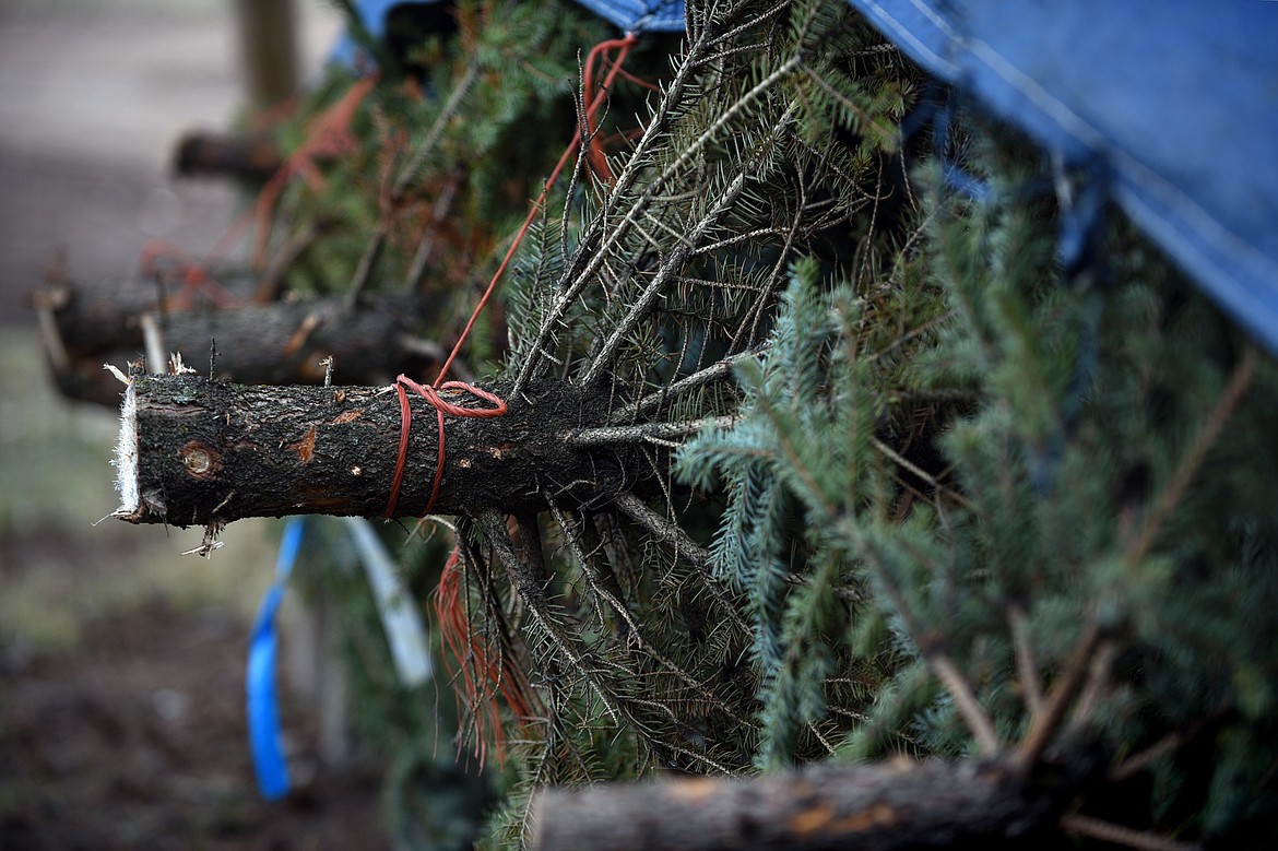 Freshly cut trees on Don Schiltz&#146; farm near Bigfork on Thursday, Nov. 30. (Casey Kreider/Daily Inter Lake)