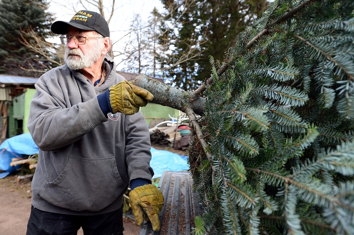 Don Schiltz removes loose needles from a freshly cut tree at his farm near Bigfork on Thursday, Nov. 30. (Casey Kreider/Daily Inter Lake)