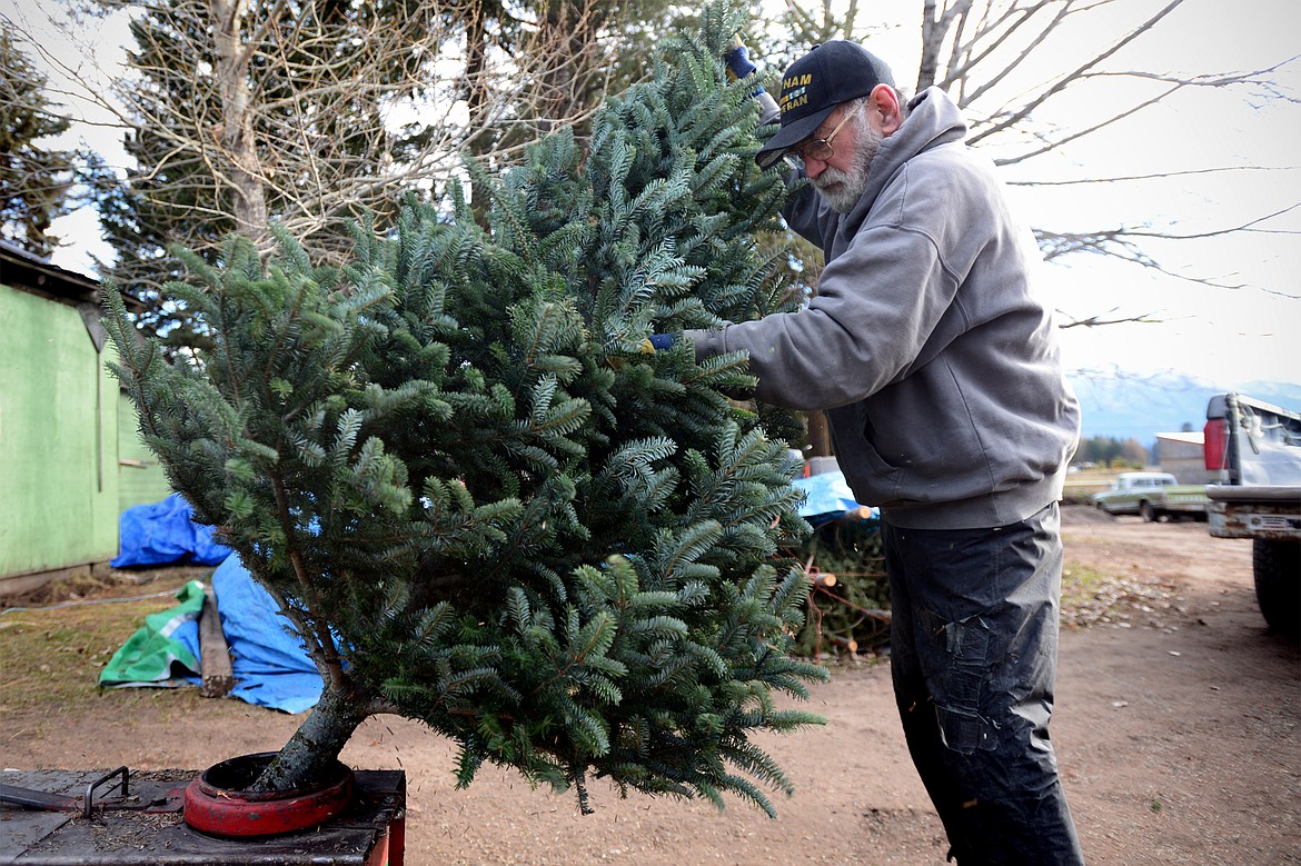 Don Schiltz places a tree in a shaker to remove loose needles.