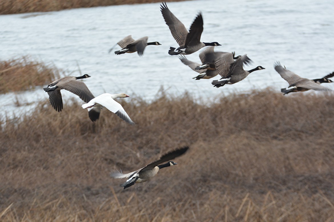 Goose, Goose, Duck: Flock adopts duckling as one of their own on