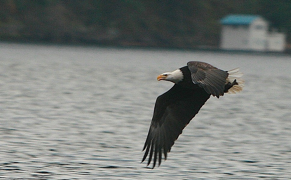 BRIAN WALKER/Press
An eagle clutches a kokanee salmon above Lake Coeur d&#146;Alene near Higgens Point on Sunday. Wildlife biologists believe frozen Canadian lakes are the reason for the record eagle turnout on the lake this winter.