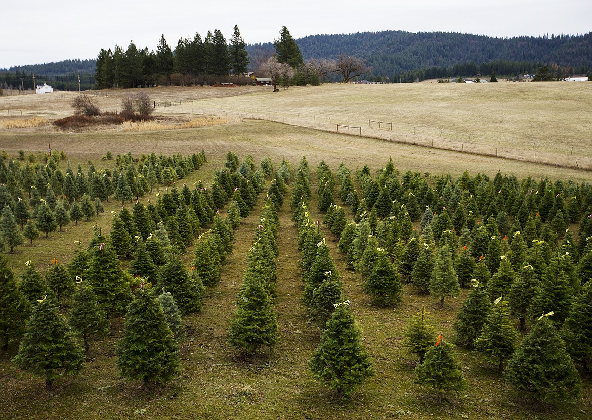 Dave Eubanks runs the 20-acre Funny Farm with around 1,500 trees in Cougar Gulch. Prior to Eubanks&#146; heart transplant nearly 10 years ago, the property was a hay field leased by a neighbor because the Coeur d&#146;Alene School Board member had no interest in gardening. (LOREN BENOIT/Press)