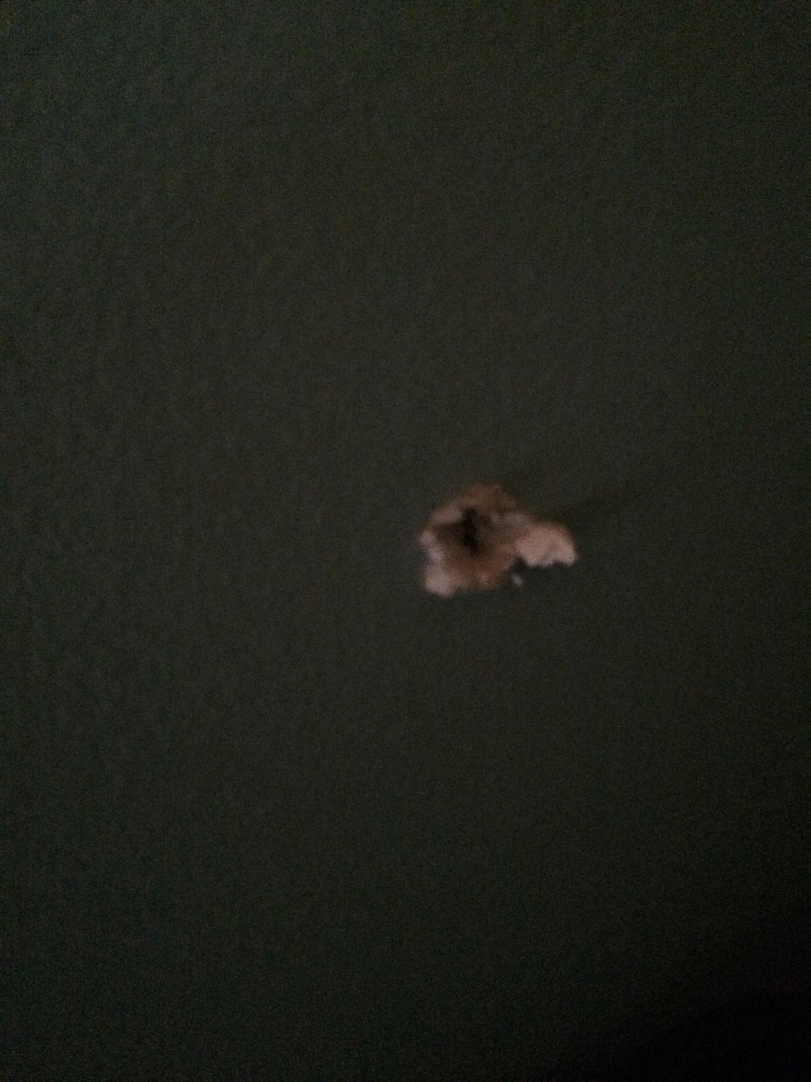 Courtesy Photo
The bullet hole through the Gundert&#146;s wall.