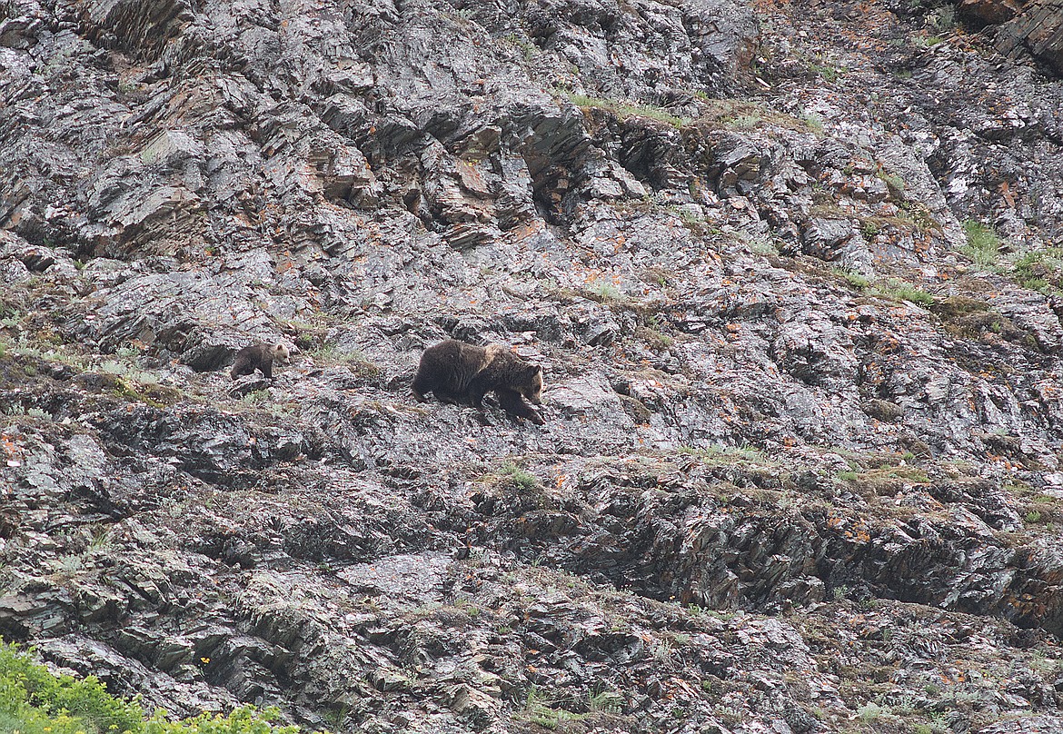 A grizzly sow and cub high above the trail in the Belly River region of Glacier Park in this file photo.