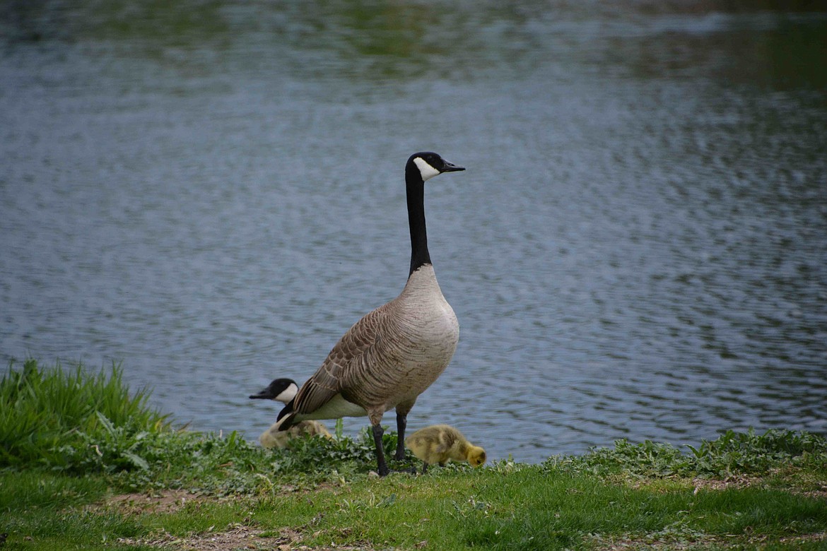 Courtesy photo
More than a dozen Canada geese found dead on the Rathdrum Prairie earlier this year may have ingested rodent poisoning, according to Idaho Department of Fish and Game regional wildlife biologist Kara Campbell.