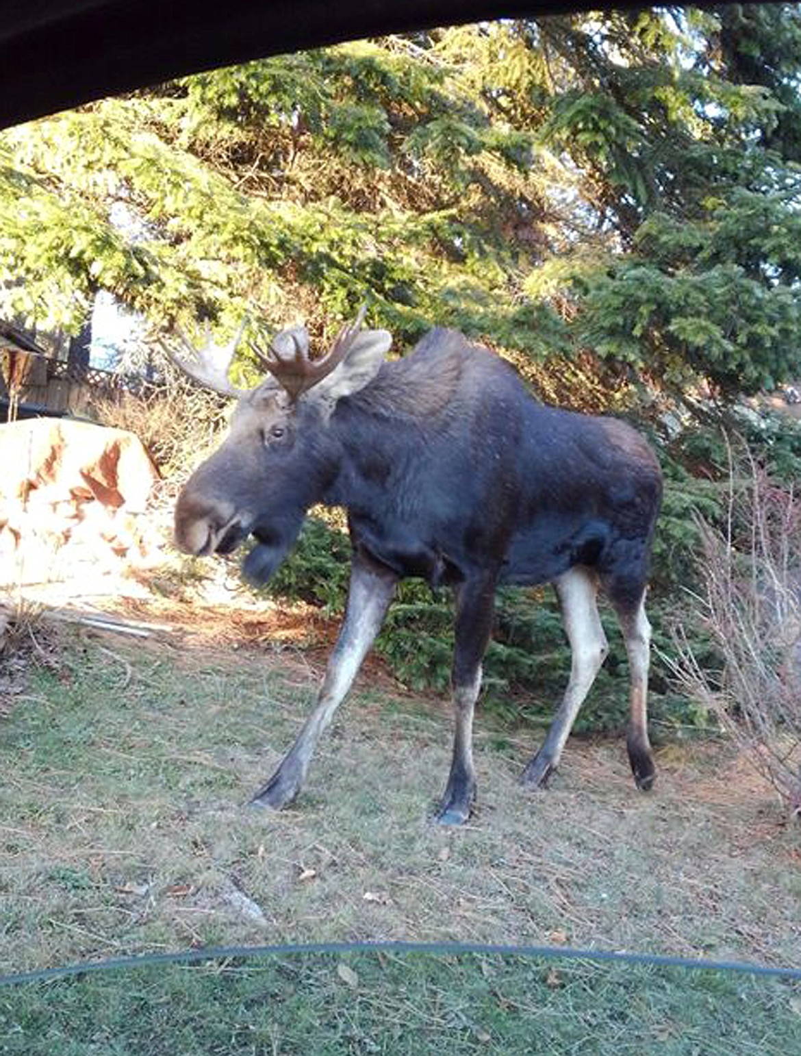 (Photo courtesy ECHO JANISSE)
Echo Janisse took this Best Shot of the local moose. &#147;Life in North Idaho,&#148; she wrote in submitting the photo via our Facebook page. If you have a picture you would like to see run as a Best Shot or I Took The Bee send it in to the Bonner County Daily Bee, P.O. Box 159, Sandpoint, Idaho, 83864; or drop them off at 310 Church St., Sandpoint. You may also email your pictures (in either JPEG or TIFF format at 300 dpi or greater) in to the Bonner County Daily Bee along with your name, caption information, hometown and phone number to bcdailybee@bonnercountydailybee.com.