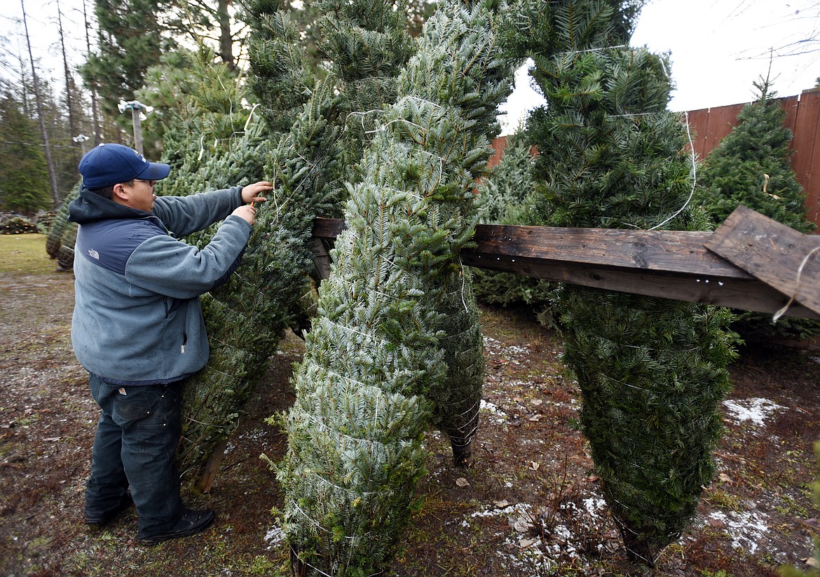 Emerald Comes At Night cuts twine from Fraser firs at the Wild Rose Tree Lot. (Brenda Ahearn/Daily Inter Lake file)