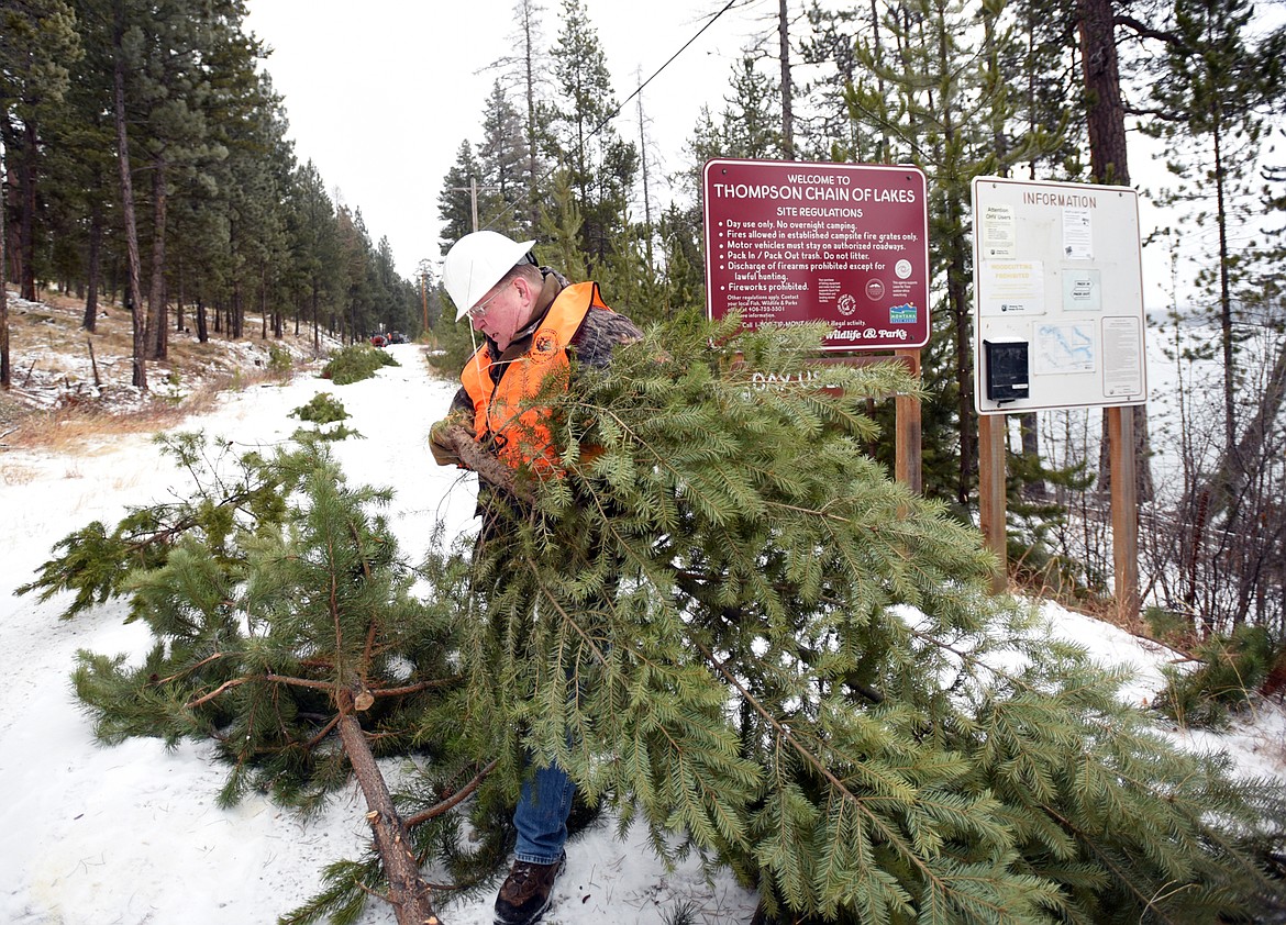 Scott Johnson helps clear small trees &#160;from the public access lane to McGregor Lake on Friday morning, December 15. Johnson and other volunteers from Flathead Wildlife, Inc., worked alongside Fish, Wildlife and Parks members to clear the lane.(Brenda Ahearn/Daily Inter Lake)