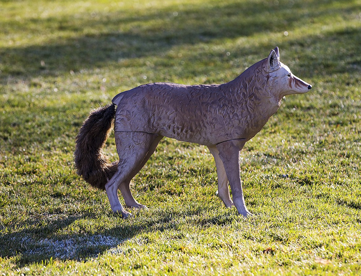 A decoy coyote watches Canada geese Wednesday afternoon near Independence Point. Such decoys are the latest method to try to have geese, a longtime nuisance with their droppings, move on. (LOREN BENOIT/Press)