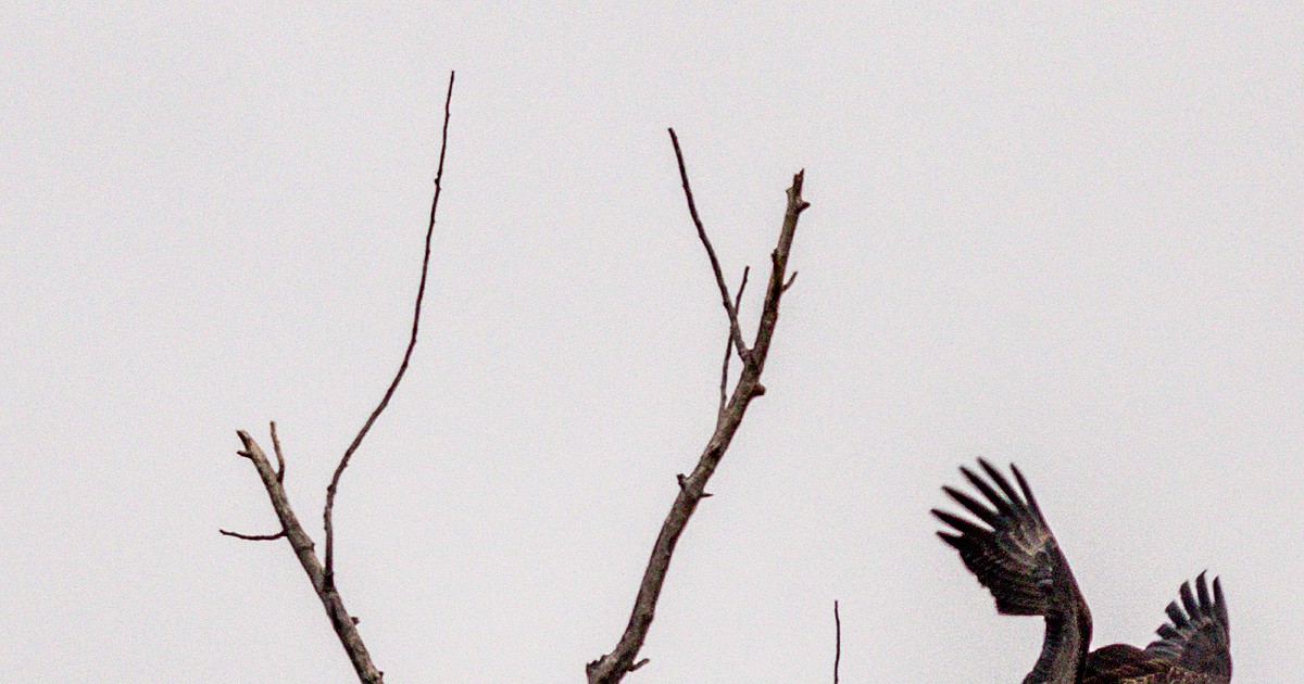 Texas man pleads guilty to trafficking bald, golden eagles