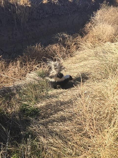 In addition to smell it is easy to identify the 6-10 pound skunk with his black and white stripe fur coat and strong forefeet and long claws.