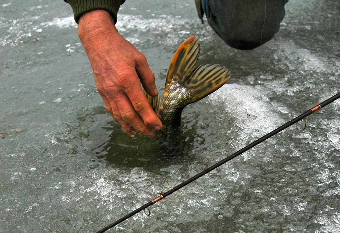 RALPH BARTHOLDT/Press
Maitland pulled a slim pike &#151; a hammer handle &#151; from Medicine Lake.