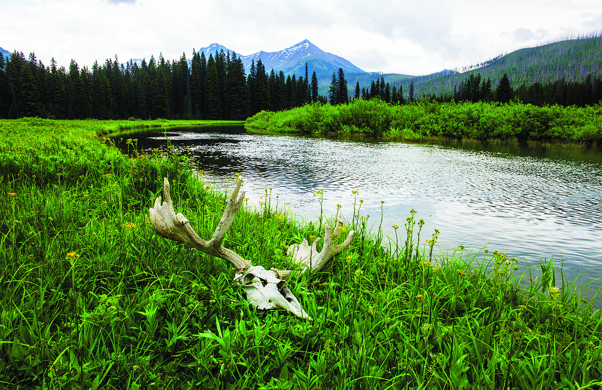 Moose remains in a meadow.  (Chris Peterson photo)