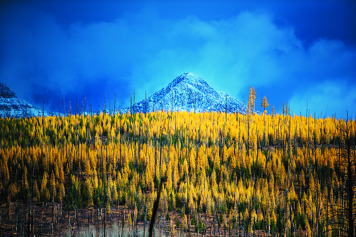 Larch blaze up the North Fork.  (Chris Peterson photo)