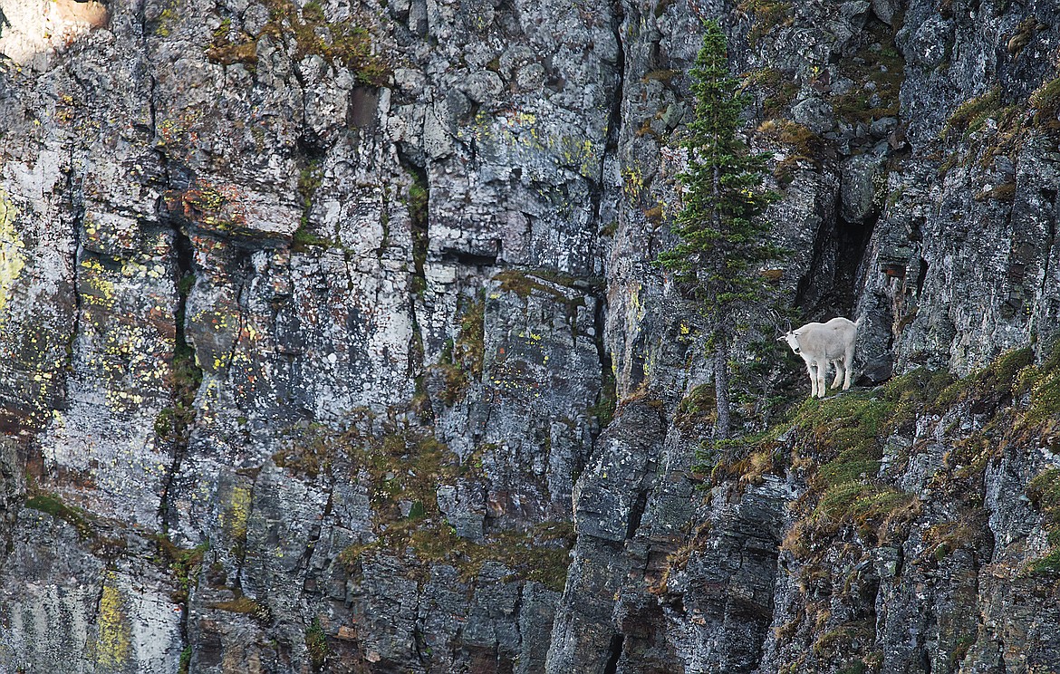 A mountain goat looks back from its lofty perch.  (Chris Peterson photo)