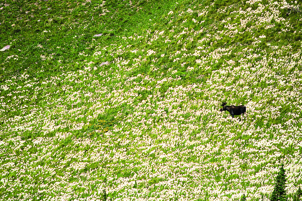 Bull moose in a sea of bear grass.  (Chris Peterson photo)