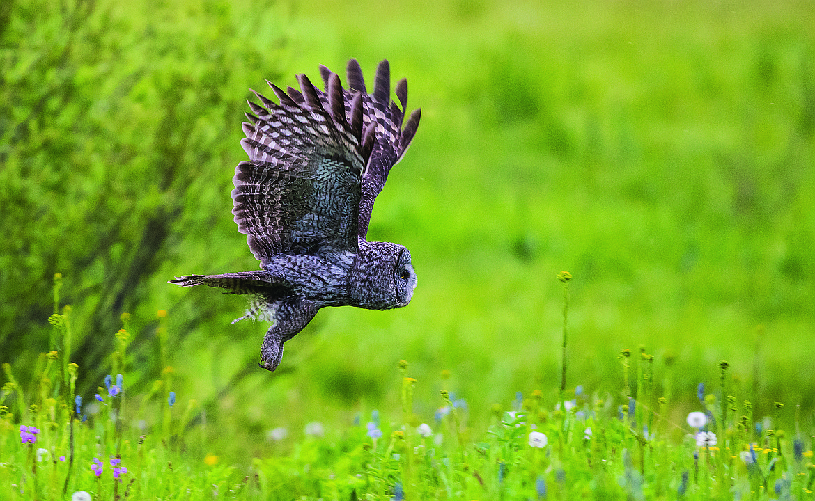 Great gray owl cruises over a meadow.  (Chris Peterson photo)