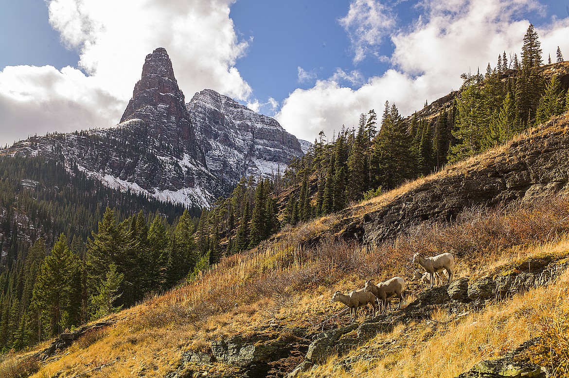 Bighorn sheep in the high country.  (Chris Peterson photo)