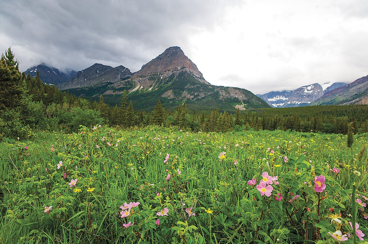 Wild roses in the Belly River.  (Chris Peterson photo)