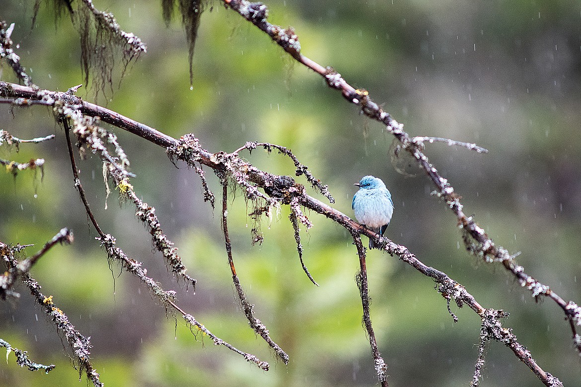 A mountain bluebird waits out an April rain.  (Chris Peterson photo)